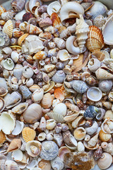 seashells