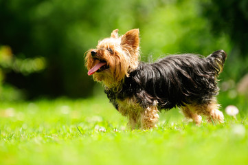 Yorkshire Terrier Dog Sticking Its Tongue Out in the Yard