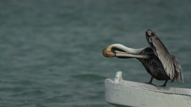 Brown pelicans and other birdlife at ria largartos, mexico