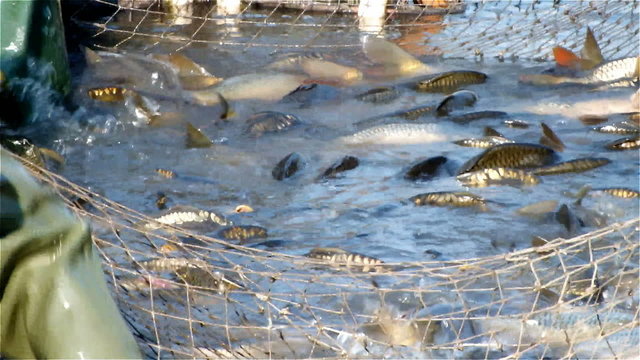 Breeding consumer Carp