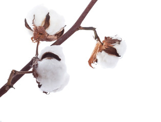 Cotton