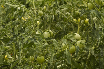 Unripe tomatoes growing on the vine