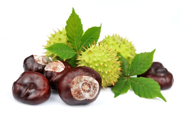 chestnut with leafs