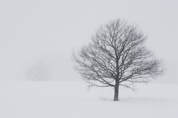 Fototapeta na wymiar Trees in the snow in a field
