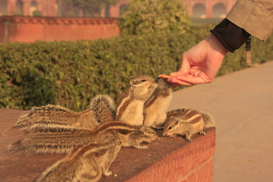 Nothern palm squirrels (Funambulus pennantii) eating from hand