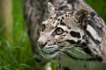 Fototapeta na wymiar Clouded leopard Neofelis Nebulova portret kot duży