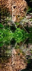 Beautiful leopard Panthera Pardus big cat amongst foliage reflec