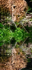 Foto op Canvas Beautiful leopard Panthera Pardus big cat amongst foliage reflec © veneratio