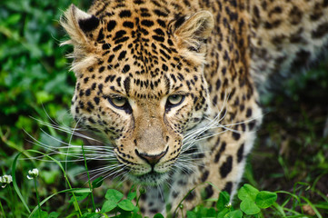 Beautiful leopard Panthera Pardus big cat amongst foliage