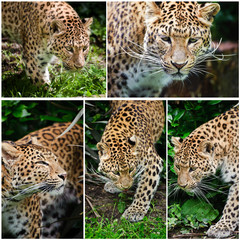 Fototapeta na wymiar Kompilacja z pięciu obrazów Leopard Panthera pardus wielkiego kota