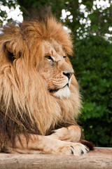 Portrait of King of the Jungle Lion Panthera Leo big cat