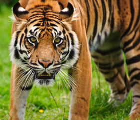 Portrait of Sumatran Tiger Panthera Tigris Sumatrae big cat