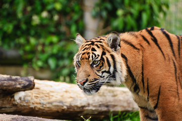 Portrait of Sumatran Tiger Panthera Tigris Sumatrae big cat