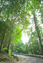Obraz premium Khaolak Nation Park , PhangNga Province the Southern of Thailand