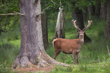 Cerf en velour sous bois