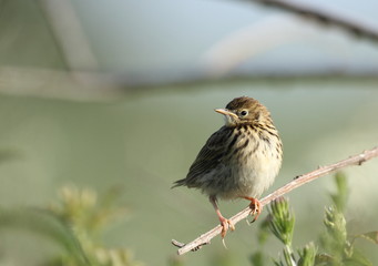 Pipit Farlouse