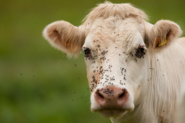 Vache charolaise mouche