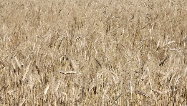 Ripe wheat background close-up