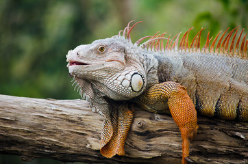 Big Iguana in wildlife