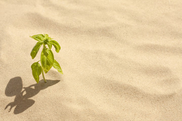green plant grows in sand loneliness and faith concept