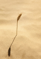 Ear of corn grows in sand loneliness and faith concept