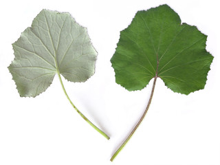 Coltsfoot - (Tussilago Farfara)