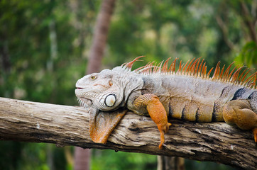 Big Iguana in wildlife