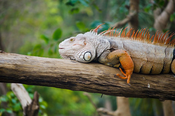 Big Iguana in wildlife