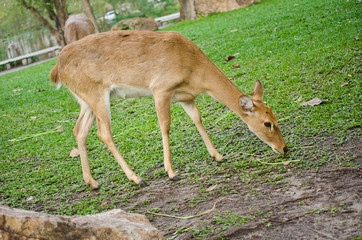 Antelope in the nature.