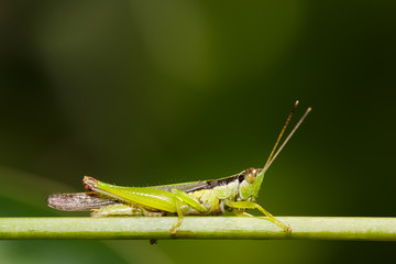 Grasshopper