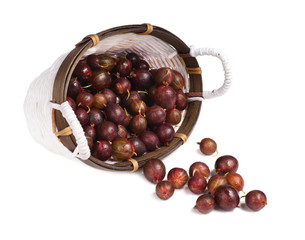 Gooseberry