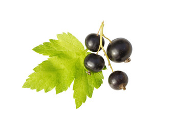 blackcurrant and  leaf  isolated on white