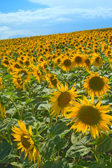 Obraz premium Sunflower field on blue sky