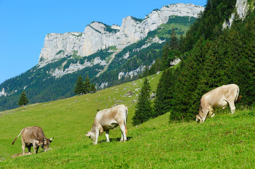 Fototapeta premium Cows on a summer pasture in the Swiss Apls