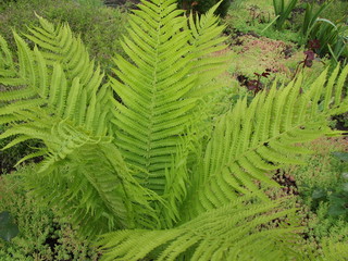 Fern
