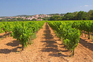 Fototapeta na wymiar Vineyard in Provence ( France)