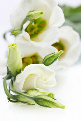 Obraz na płótnie Canvas piękne wiosenne kwiaty na białym tle