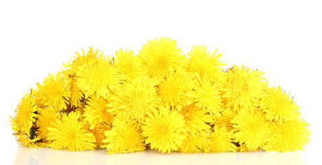Many dandelion flowers isolated on white