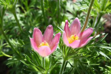 Pulsatilla flowers
