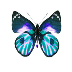 Exotic butterfly isolated on white background