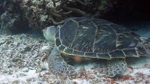 loggerhead turtle filmed underwater whilst in cozumel mexico