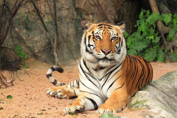 Tiger sitting.