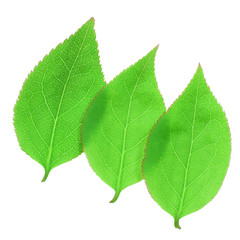 green leaf on white background