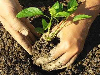 farmer hands planting pepper seedlings
