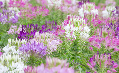 Obraz premium flowers