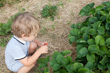 adorable baby boy with blond hairs on strawberry field