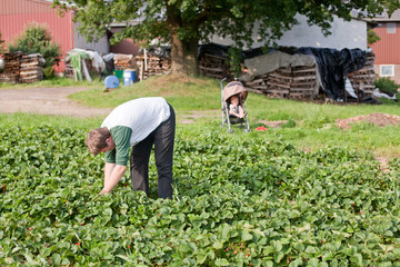 Young father and his son picking strawberries on field