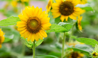 Fototapeta premium Sunflower