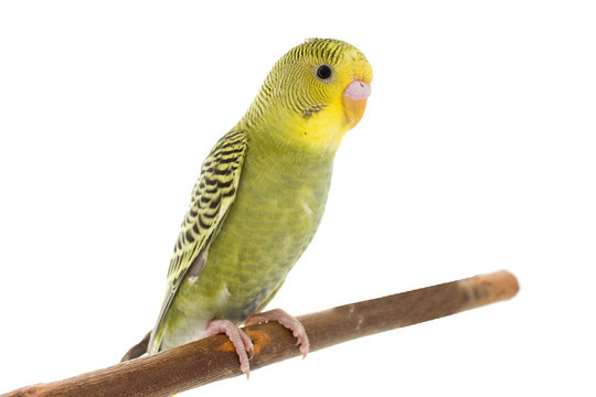 Fototapeta budgie