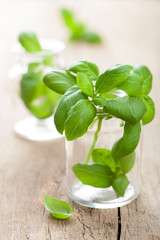 basil in glass